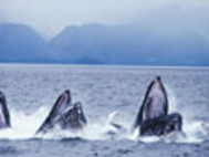 Free Humpback Whales Screensaver screenshot